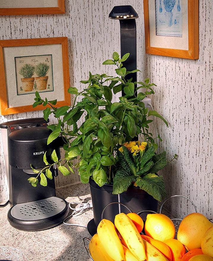 tregren-genie-noir-3-plantes-mini-jardiniere-et-potager-dinterieur