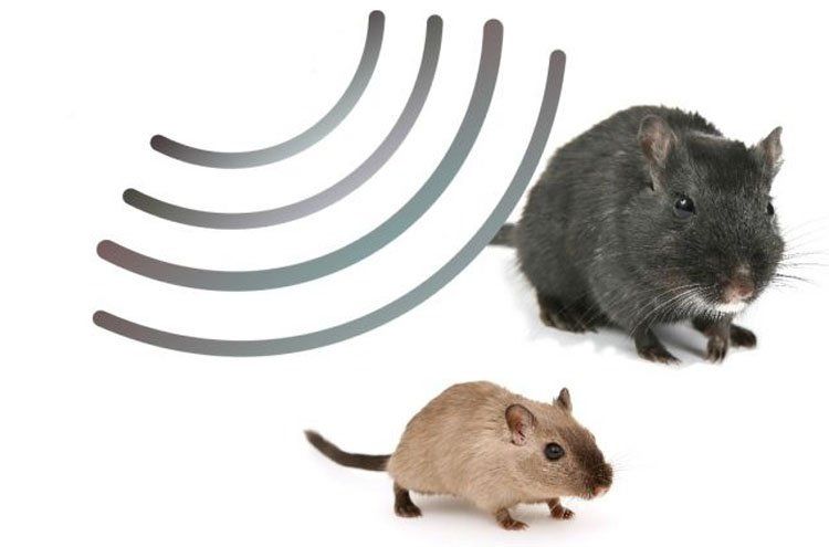 Protecteur de Jardin pour Repousser Animaux Nuisibles Grenier Appareil Haute fréquence Rats et Martres Maison Souris Garage Répulsif Ultrasons pour rongeurs Facile à Monter sur laimant 